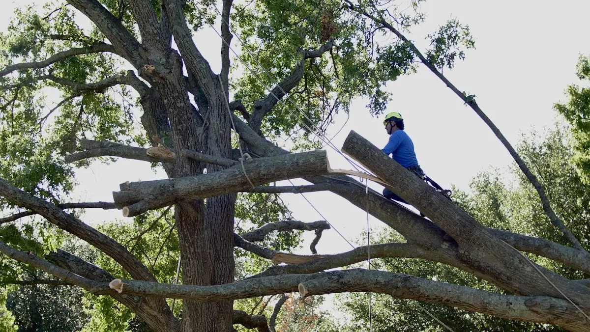 Professional Crown Thinning performed by certified arborists in Albany